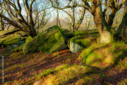 English Woodland with Oak Trees © Jez Campbell