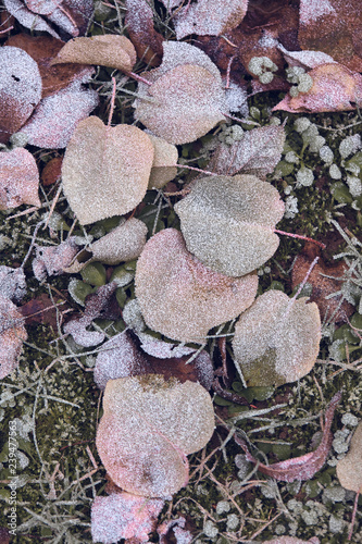 Autumn frozen Leaves, top view 