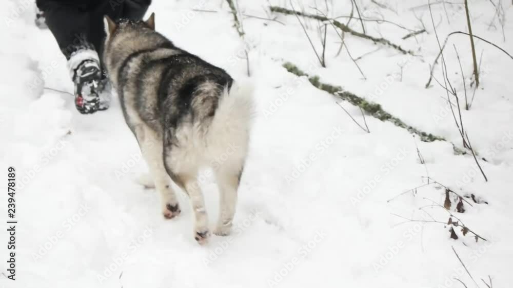Malamute walking in the snowy forest Malamute walking in the snowy forest