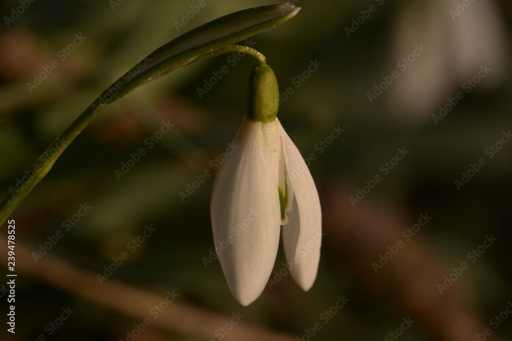 Schneeglöckchen offen
