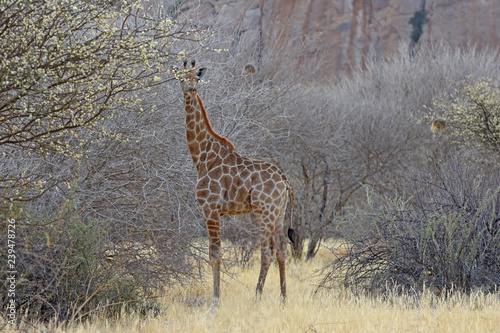 Giraffe  Giraffa camelopardalis  bei Ameib im Erongo  Namibia 