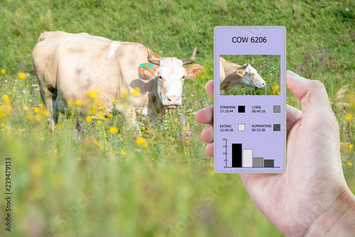 With the help of a smartphone and a sensor on the cow determine how much time the cow lay, chewed, ate and stood. Smart farming.