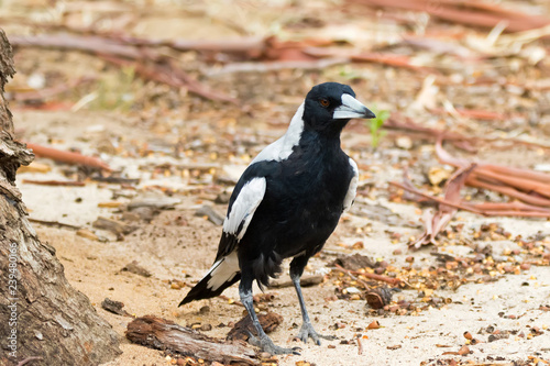 Australian Magpie bird walking on sandy ground in Australia