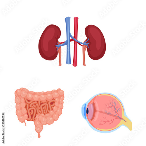 Vector illustration of body and human symbol. Collection of body and medical stock symbol for web.