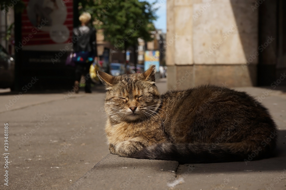 Obraz premium sleeping cat on the street