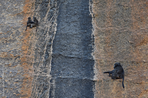 Paviane (Papio) in einer Felswand auf Ameib im Erongogebierge