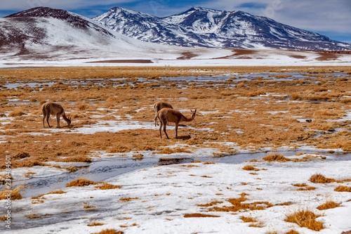 guanacos into the atacama desert landscape. Chile, South America