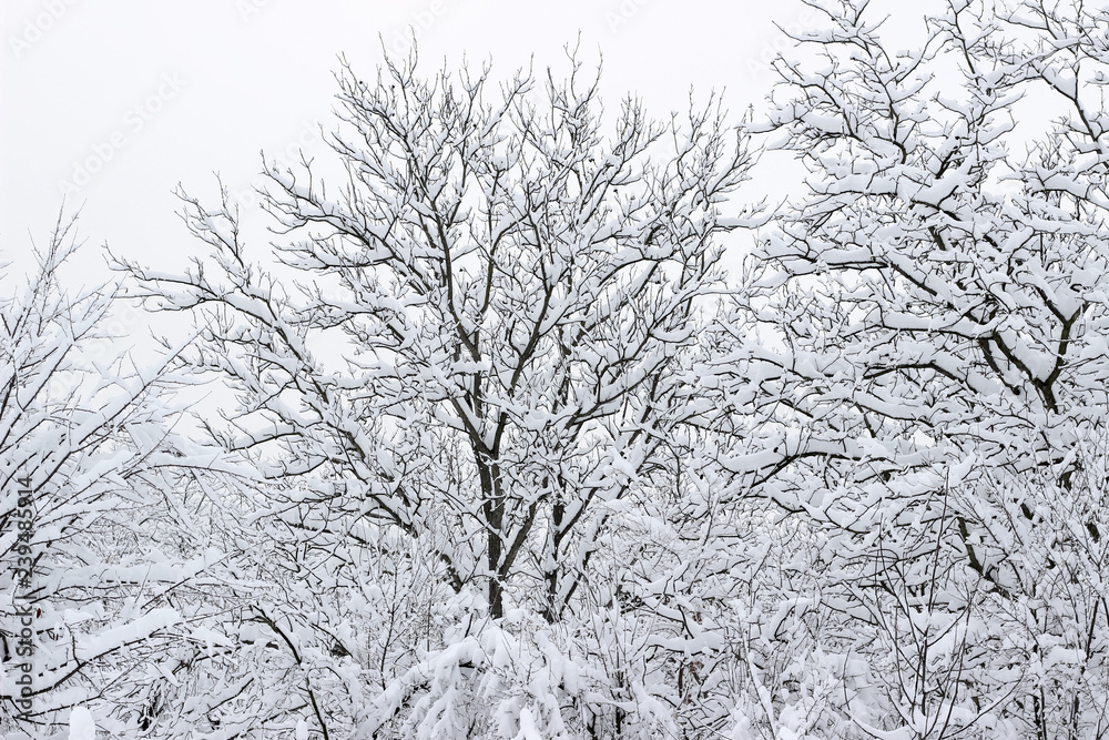 Trees woods forest snow covered bare winter white Trees woods forest snow covered bare winter white