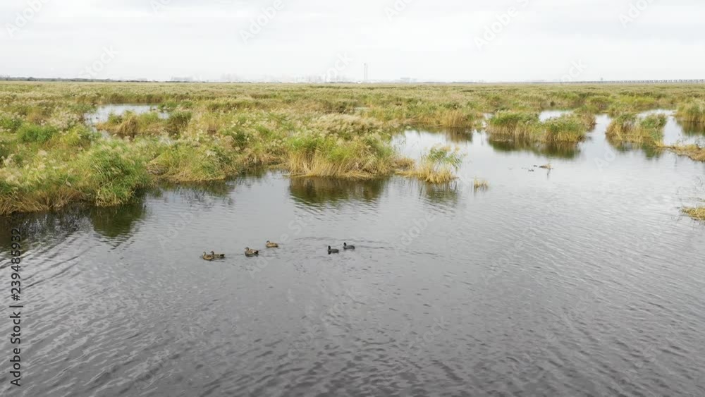 Drone fly after wild duck groups swimming on water surface in autumn wetland, Heilongjiang Province, China Drone fly after wild duck groups swimming on water surface in autumn wetland, Heilongjiang Province, China