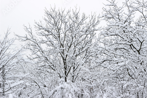Trees woods forest snow covered bare winter white © robot recorder