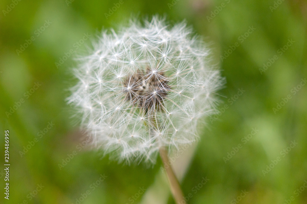 Dandelion on abstract green background Dandelion on abstract green background