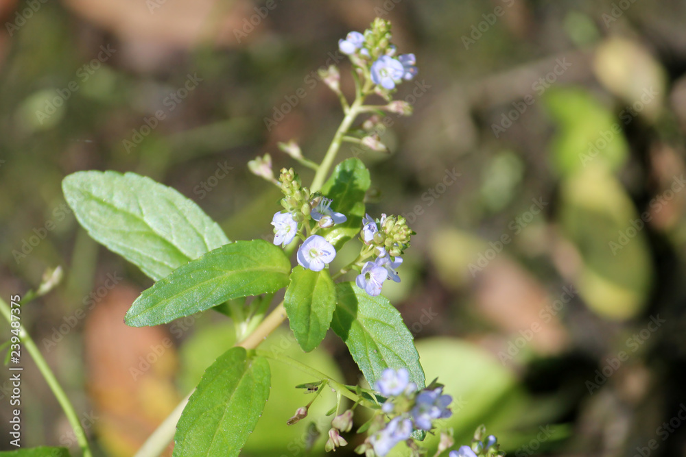 Brooklime or European speedwell (Veronica beccabunga) in wild, Belarus Brooklime or European speedwell (Veronica beccabunga) in wild, Belarus