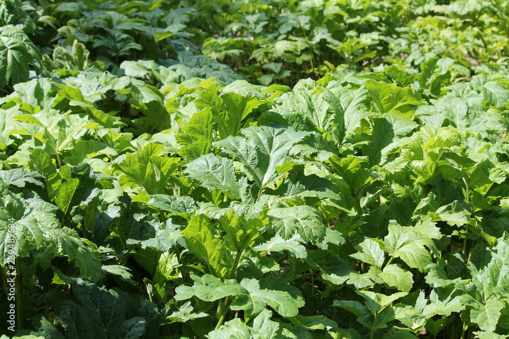 Green foliage of a Sosnowsky's hogweed (Heracleum sosnowskyi). Invasive plant in Belarus Green foliage of a Sosnowsky's hogweed (Heracleum sosnowskyi). Invasive plant in Belarus