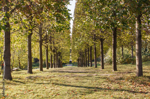 Cottage garden with green lawn and linden tree alley.
