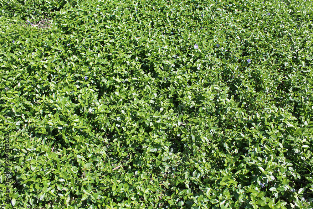 Ground cover with dense growth of periwinkle. Background with green leaves of periwinkle or Vinca minor