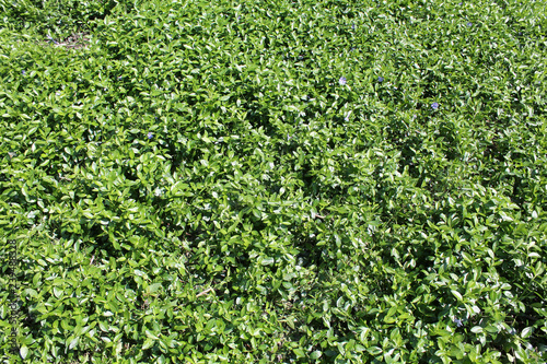 Ground cover with dense growth of periwinkle. Background with green leaves of periwinkle or Vinca minor photo