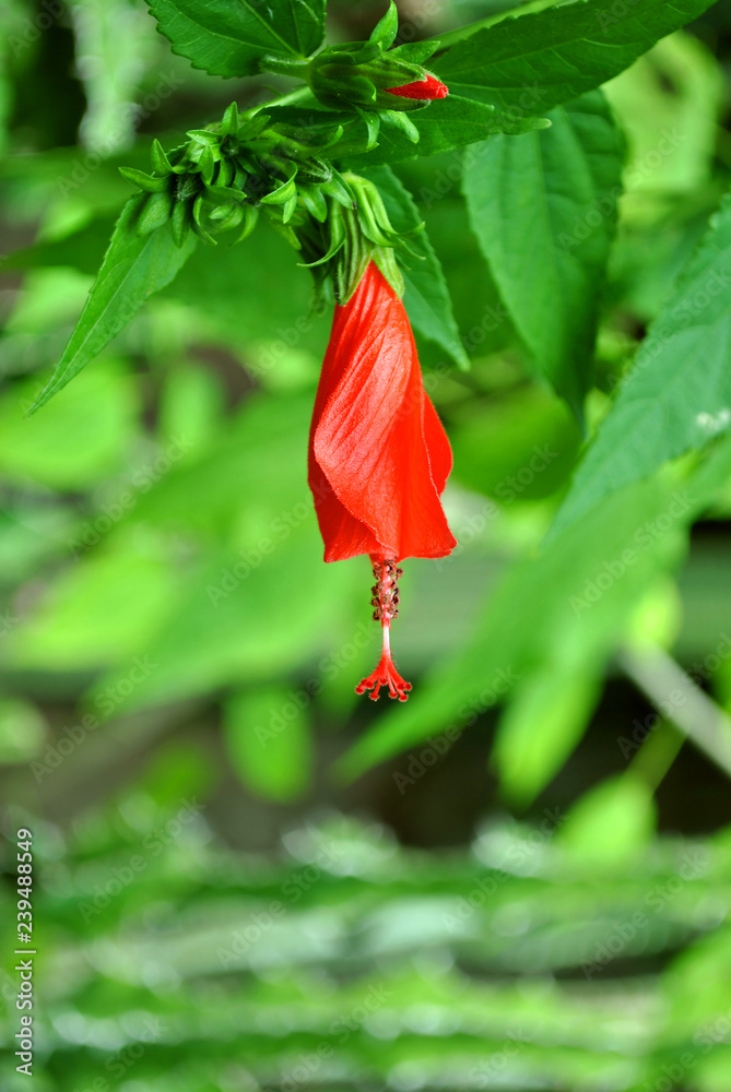 Hibiscus rosa-sinensis flower