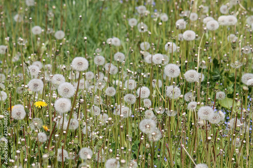 Field of dandelions with white seed heads and green grass, Belarus
