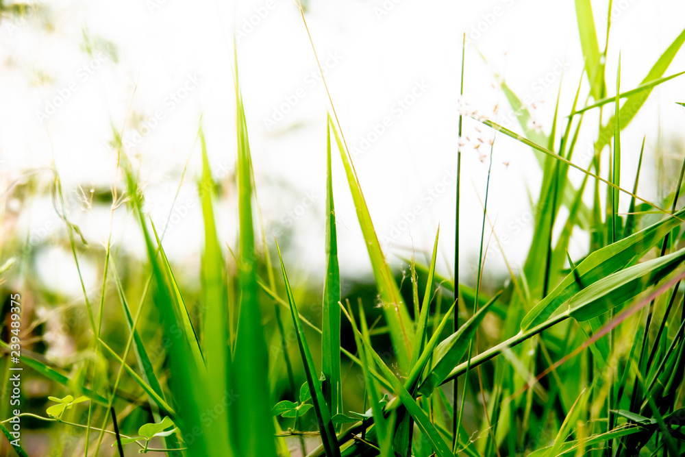 Obraz premium Out of focus green grass with sky background. Natural concept and green background