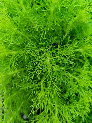 macro shot fresh green dill. background for natural herb