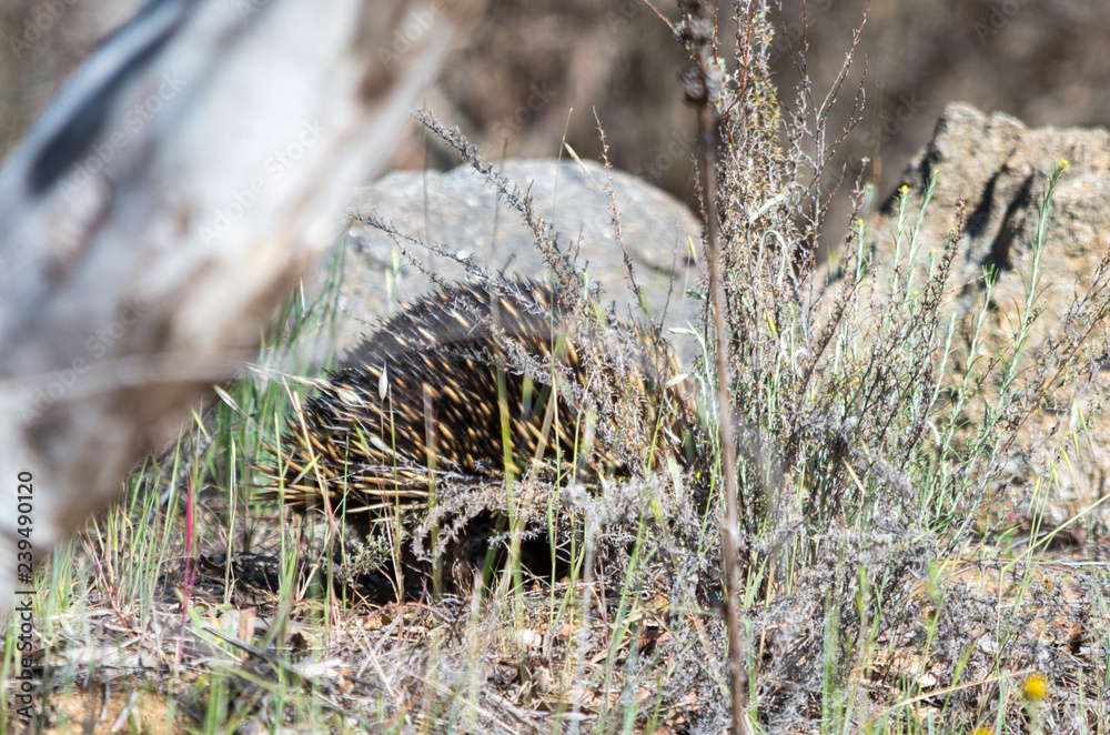 Echidna foraging in a grassy area