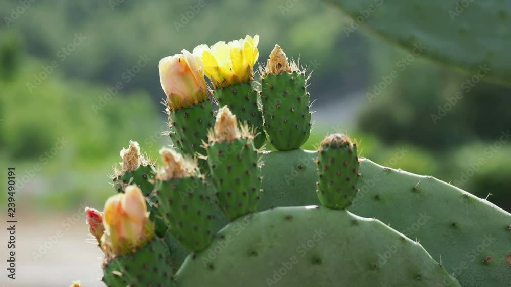 Cactus Opuntia (prickly pear) with edible yellow fruits. Turkey. Cactus Opuntia (prickly pear) with edible yellow fruits. Turkey.
