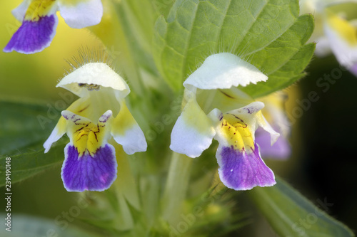 Large-flowered hemp-nettle or hempnettle photo