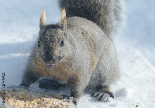 Sciurus carolinensis, common name eastern gray squirrel or grey squirrel in an eastern Ontario winter woods bellies down to eat a rich suet ball.