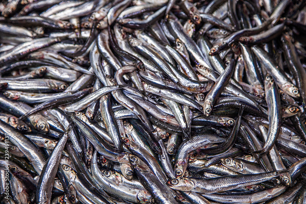 fish, food, market, fresh, seafood, sea, fishing, raw, healthy, animal, red, mackerel, freshness, cooking, ice, nutrition, catch, closeup, ocean, mullet, silver, delicious, meal, ingredient, fish mark fish, food, market, fresh, seafood, sea, fishing, raw, healthy, animal, red, mackerel, freshness, cooking, ice, nutrition, catch, closeup, ocean, mullet, silver, delicious, meal, ingredient, fish mark