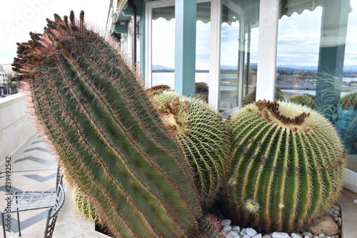 Echinocactus grusonii, chiamato cuscino della suocera e una cactacea, pianta globosa di circa 80 centimetri di diametro photo