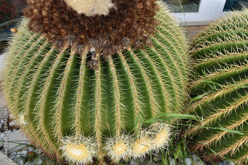 Echinocactus grusonii, chiamato cuscino della suocera e una cactacea, pianta globosa di circa 80 centimetri di diametro photo