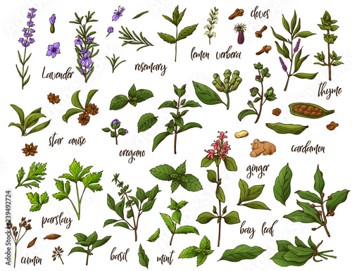 Hand drawn herbs and spices. Decorative background with sketch elements. Vector illustration