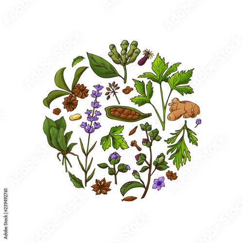 Hand drawn herbs and spices. Decorative background with sketch elements. Vector illustration