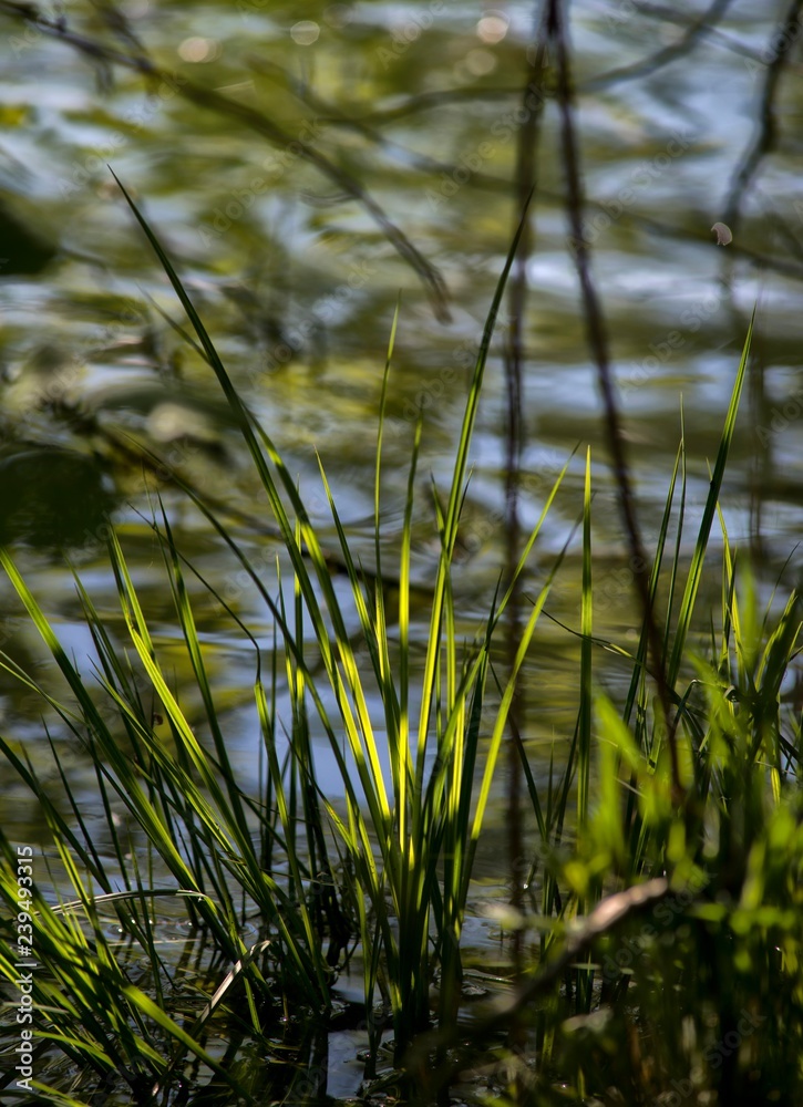 Obraz premium Herbes sur le marais de Champ-Pataule à Viriat, Ain, France
