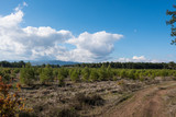 Young Pine Trees by the Dirt Road