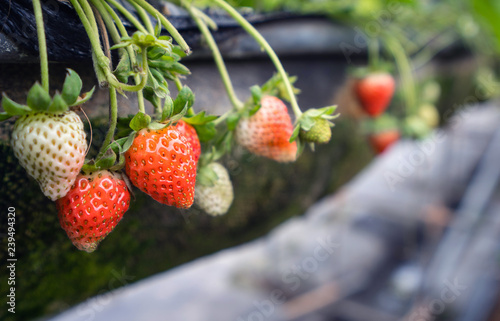 Beautiful and fresh strawberries in the garden  concept of organic farming  close up  macro.