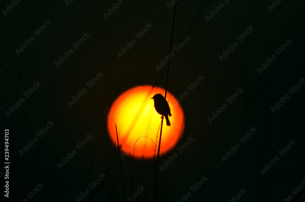 Sunset with grass bird 
