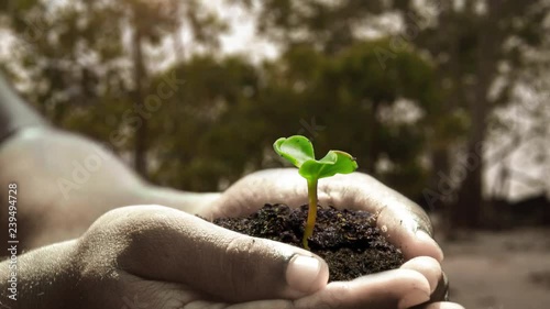 Time lapse composite of sunflower seed growing out of hands
