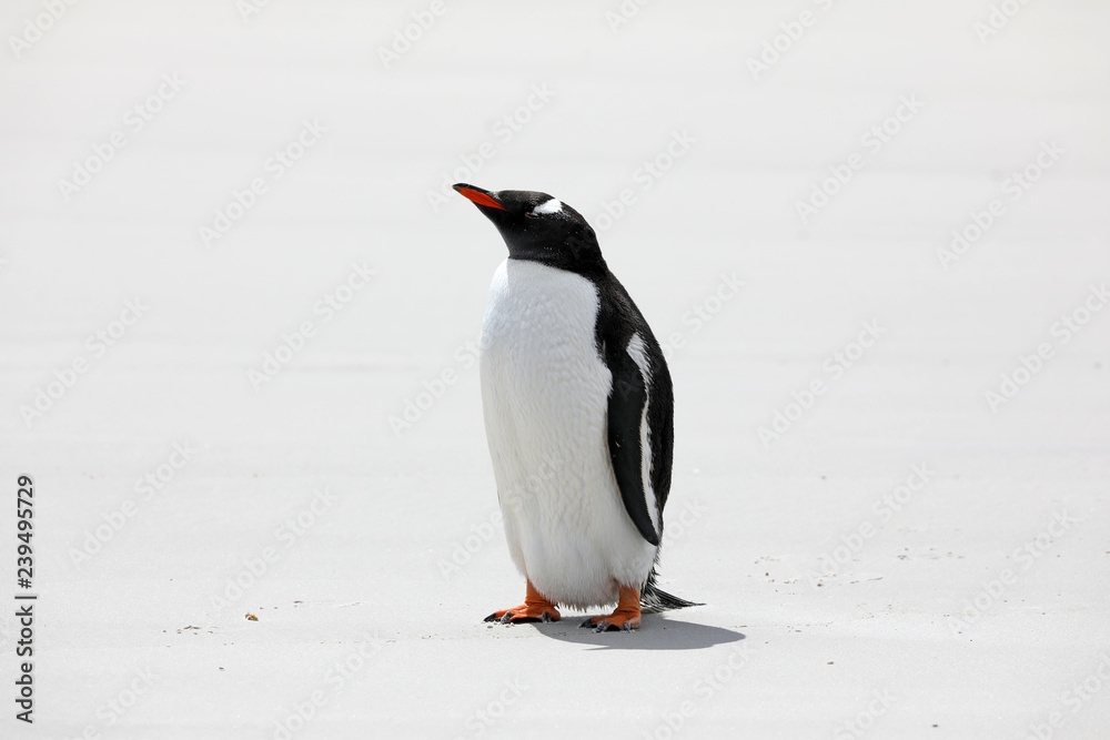 Naklejka premium A Gentoo penguin stands on the beach in The Neck on Saunders Island, Falkland Islands