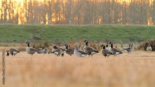 group of wild geese on a field during magic hour