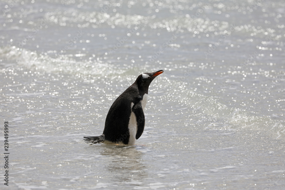 Fototapeta premium A penguin is standing in the shallow surf on the beach in The Neck on Saunders Island, Falkland Islands