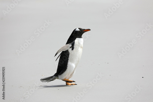 A single Gentoo penguin runs across the beach in The Neck on Saunders Island, Falkland Islands