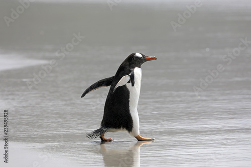 A penguin is running in the shallow surf on the beach in The Neck on Saunders Island  Falkland Islands