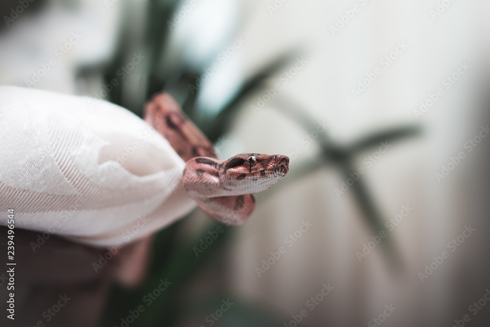 Fototapeta premium Snake Boa Constrictor 
