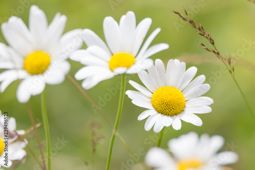daisies with beautiful bokeh © Wolfgang Strimmer