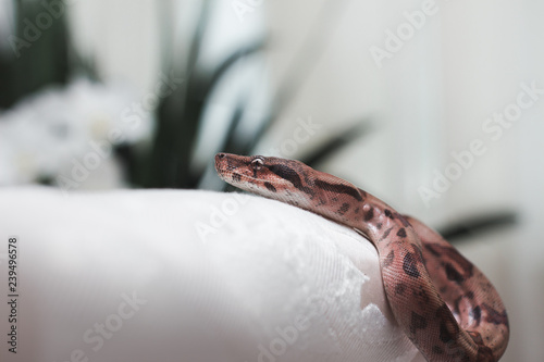 Snake Boa Constrictor  photo