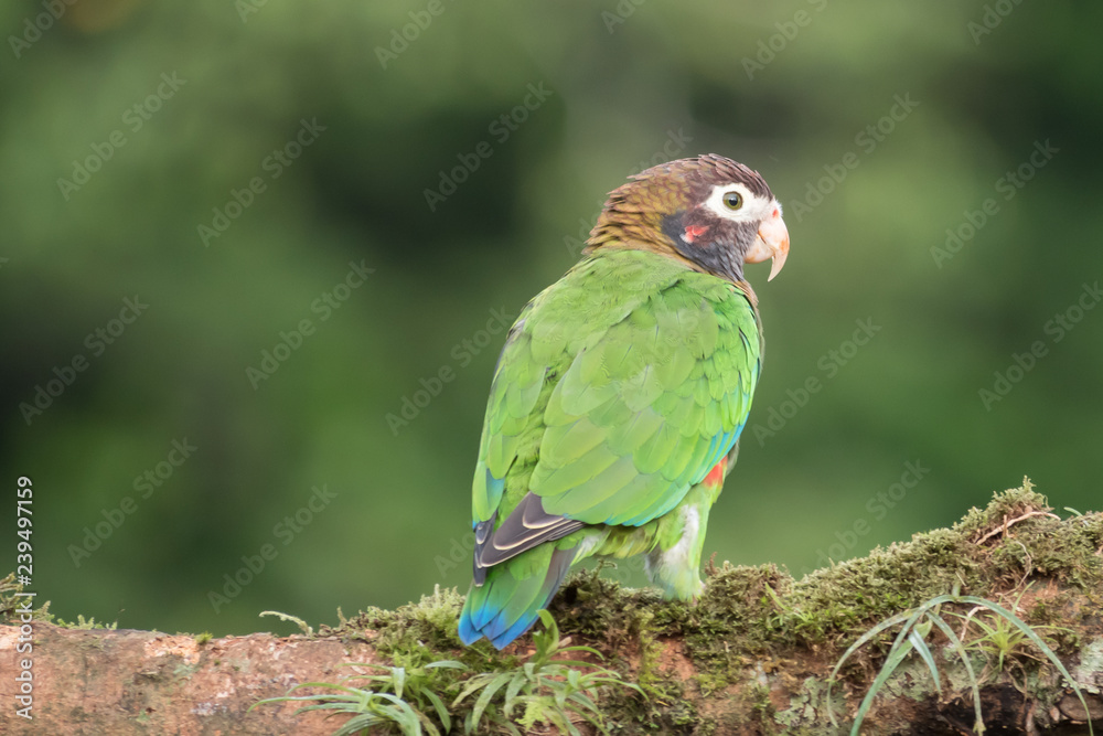 brown hodded parrot from behind