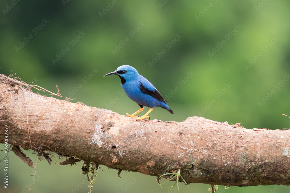 blue dacnis sitting on a branch blue dacnis sitting on a branch