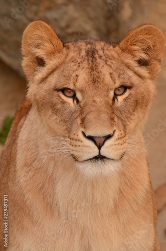 ライオン © swgwecp