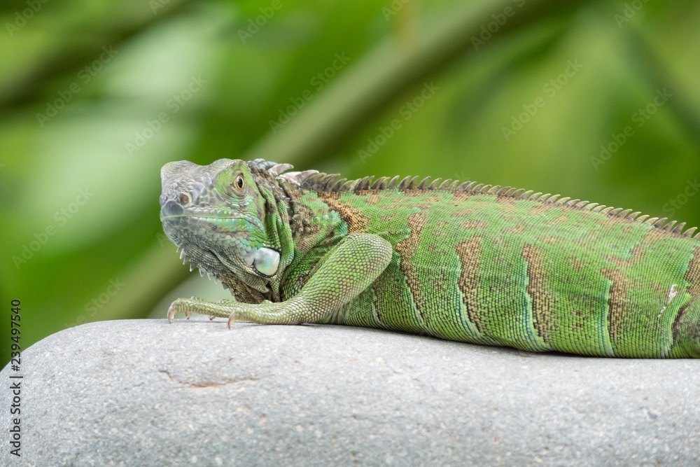 iguana on a stone loking into camera iguana on a stone loking into camera